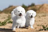 BICHON FRISE 255